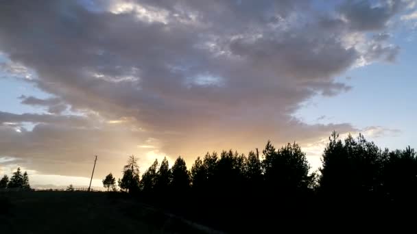 Im Sonnenuntergang über Kiefern fliegen — Stockvideo