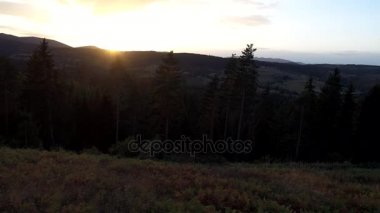 çam ağaçları içinde günbatımı üzerinde uçan