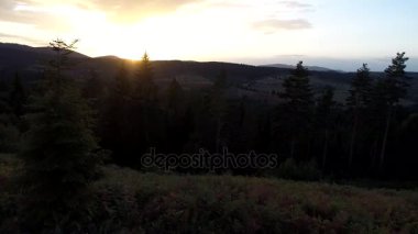 çam ağaçları içinde günbatımı üzerinde uçan