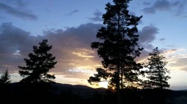 çam ağaçları içinde günbatımı üzerinde uçan