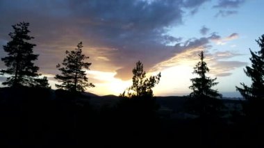 çam ağaçları içinde günbatımı üzerinde uçan