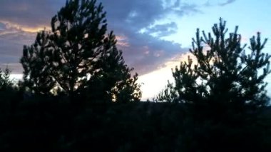 çam ağaçları içinde günbatımı üzerinde uçan