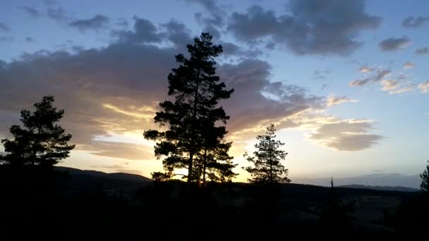 松树在日落飞越 — 图库视频影像