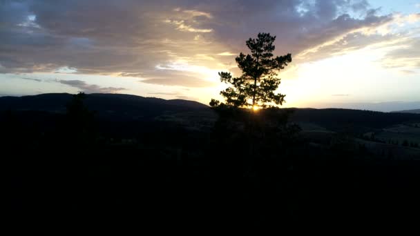 Survolant les pins au coucher du soleil — Video