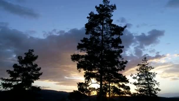 Vliegen over pijnbomen in de zonsondergang — Stockvideo