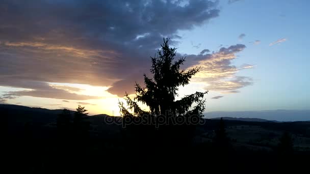 Voando sobre pinheiros ao pôr do sol — Vídeo de Stock