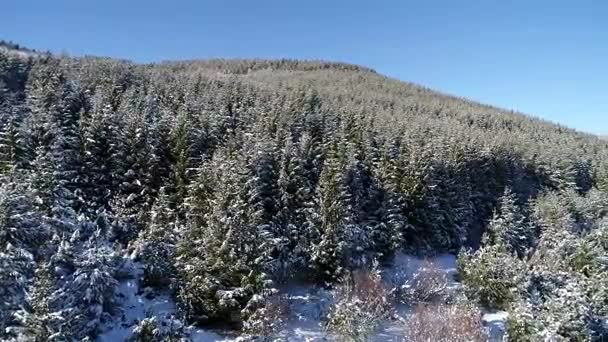 Volare Alberi Forestali Invernali Sole Vista Dall Alto Volo Aereo — Video Stock