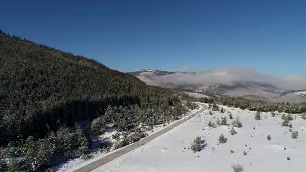 Kış Orman Ağaçları Güneşli Hava Üstten Görünüm Üzerinde Uçan Kar — Stok video