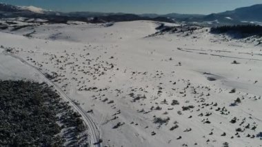 Kış orman ağaçları güneşli hava üstten görünüm 4k üzerinde uçan. Kar kapak vahşi ormanda kirişler parlayan güneş ışığı ile yukarıda hava uçuş