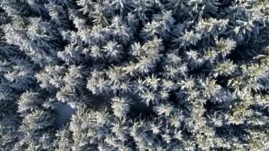 Kış orman ağaçları güneşli hava üstten görünüm 4k üzerinde uçan. Kar kapak vahşi ormanda kirişler parlayan güneş ışığı ile yukarıda hava uçuş 