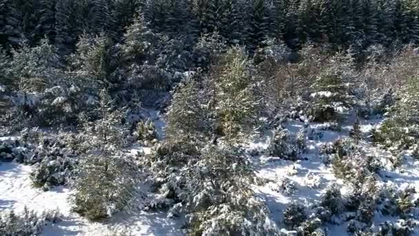 Πετώντας Πάνω Από Χειμώνα Δάσος Δέντρα Ηλιόλουστος Καιρός Top View — Αρχείο Βίντεο
