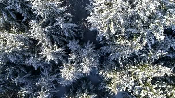 飞越冬季森林树木阳光明媚的天气顶部景观4K 空中飞行在积雪之上覆盖着阳光普照的野树林 — 图库视频影像