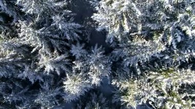 Kış orman ağaçları güneşli hava üstten görünüm 4k üzerinde uçan. Kar kapak vahşi ormanda kirişler parlayan güneş ışığı ile yukarıda hava uçuş 