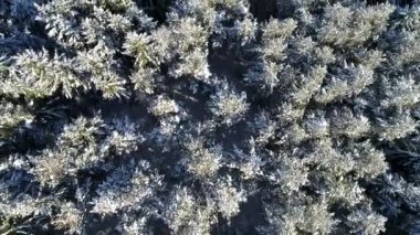 Kış orman ağaçları güneşli hava üstten görünüm 4k üzerinde uçan. Kar kapak vahşi ormanda kirişler parlayan güneş ışığı ile yukarıda hava uçuş 