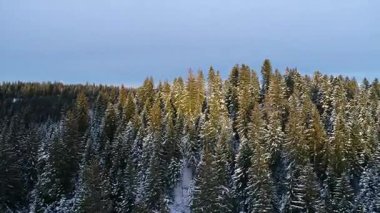 Kış orman ağaçları güneşli hava üstten görünüm 4k üzerinde uçan. Kar kapak vahşi ormanda kirişler parlayan güneş ışığı ile yukarıda hava uçuş 