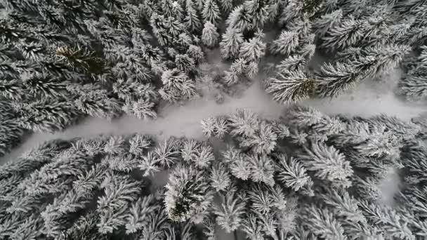 Survoler Les Arbres Forestiers Hiver Ensoleillé Vue Dessus Vol Aérien — Video