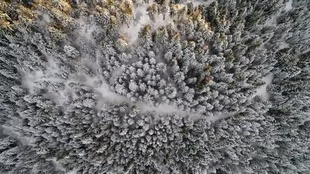 Latające Nad Zima Las Drzew Słoneczna Pogoda Góry Widok Lotnicze — Wideo stockowe