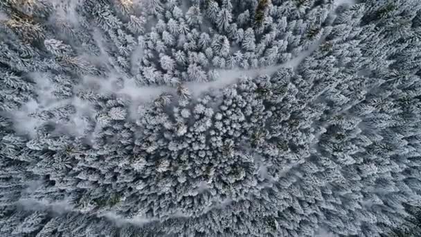 Voando Sobre Árvores Floresta Inverno Clima Ensolarado Vista Superior Voo — Vídeo de Stock