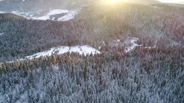 Volare Alberi Forestali Invernali Sole Vista Dall Alto Volo Aereo — Video Stock