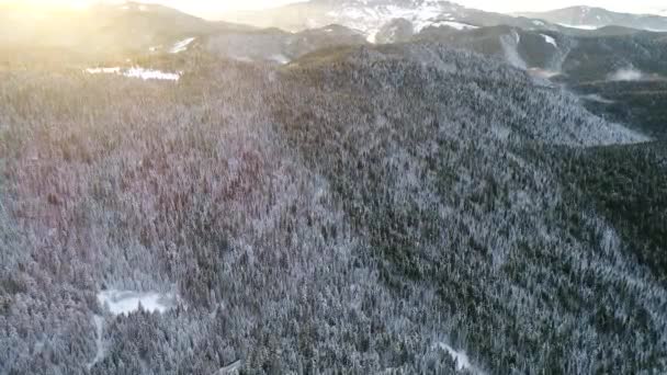 Survoler les arbres forestiers d'hiver ensoleillé vue de dessus 4k. Vol aérien au-dessus de la couverture de neige bois sauvages avec des rayons de soleil brillants  