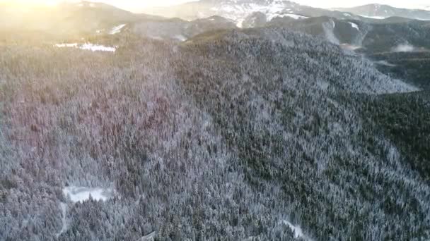 Survoler Les Arbres Forestiers Hiver Ensoleillé Vue Dessus Vol Aérien — Video