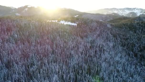 Fliegen Über Winter Waldbäume Sonniges Wetter Draufsicht Luftflug Über Schneebedeckten — Stockvideo
