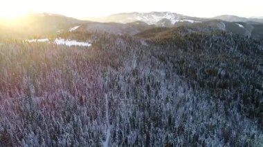 Kış orman ağaçları güneşli hava üstten görünüm 4k üzerinde uçan. Kar kapak vahşi ormanda kirişler parlayan güneş ışığı ile yukarıda hava uçuş 