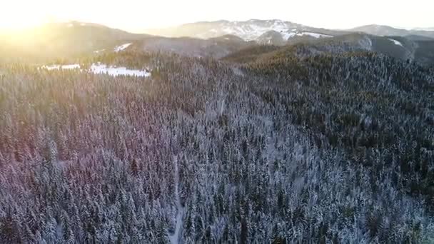Πετώντας Πάνω Από Χειμώνα Δάσος Δέντρα Ηλιόλουστος Καιρός Top View — Αρχείο Βίντεο