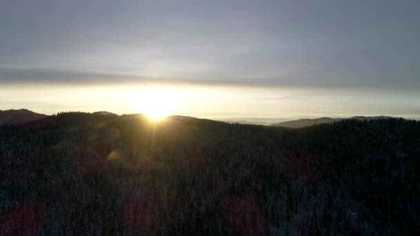 Vliegen Winter Bos Bomen Zonnig Weer Bovenaanzicht Luchtfoto Vlucht Boven — Stockvideo