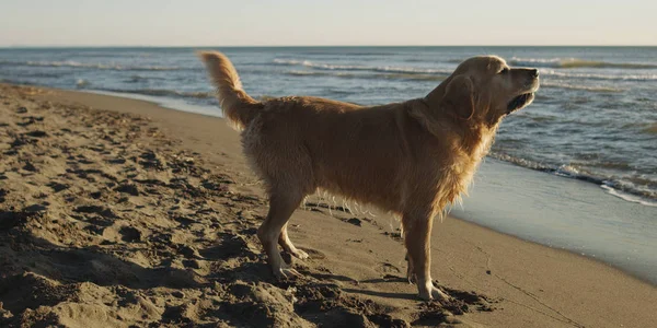 Golden Retriever Stranden Höstdagen — Stockfoto