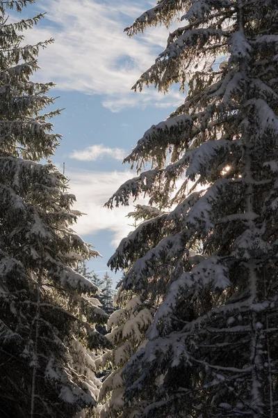 Gün batımında ormandaki kış manzarası — Stok fotoğraf