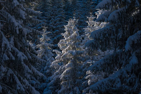 Krajobraz Zima w lesie o zachodzie słońca — Zdjęcie stockowe