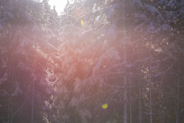 夕暮れ時の森の冬の風景 — ストック写真