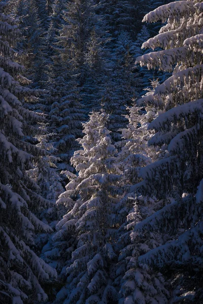 Paisagem de inverno na floresta ao pôr do sol — Fotografia de Stock