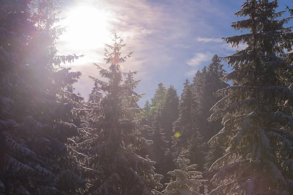 Winterlandschap in bos bij zonsondergang — Stockfoto