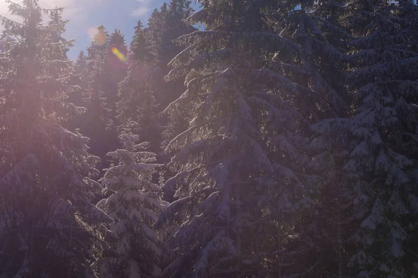 Gün batımında ormandaki kış manzarası — Stok fotoğraf