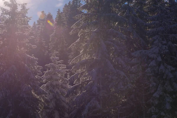 Paisaje invernal en el bosque al atardecer — Foto de Stock