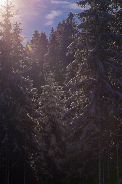 Winterlandschap in bos bij zonsondergang — Stockfoto