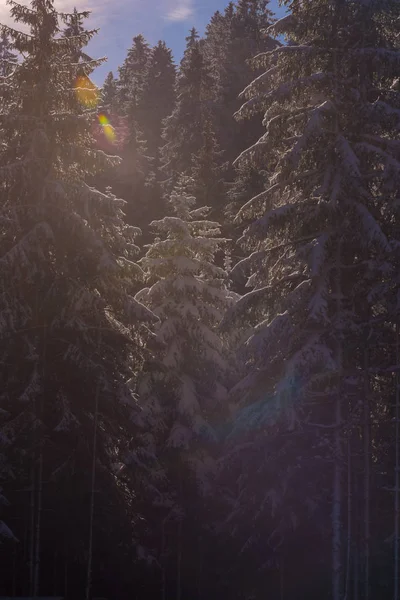 Paesaggio invernale nella foresta al tramonto — Foto Stock