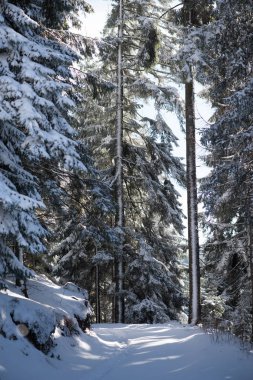 gün batımında ormandaki kış manzarası