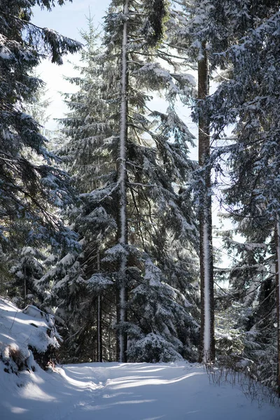 Zimní krajina v lese při západu slunce — Stock fotografie