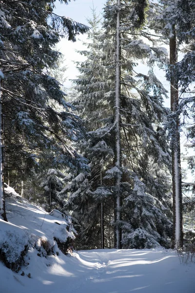 夕暮れ時の森の冬の風景 — ストック写真
