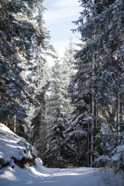 gün batımında ormandaki kış manzarası