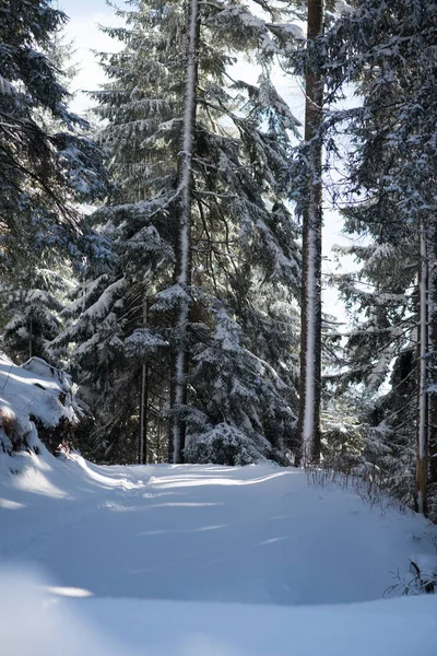 Paisaje invernal en el bosque al atardecer — Foto de Stock