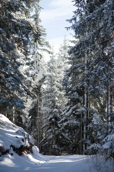 Paisaje invernal en el bosque al atardecer — Foto de Stock