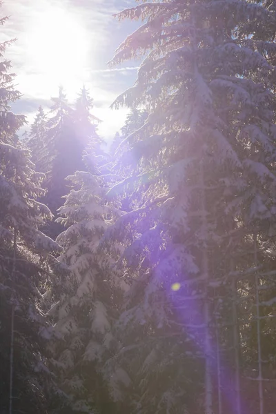 Winterlandschap in bos bij zonsondergang — Stockfoto