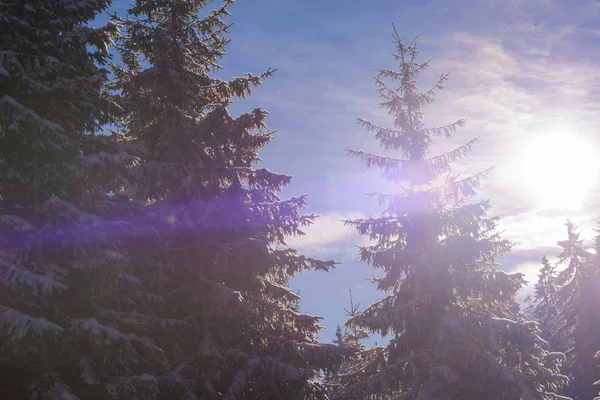 Paesaggio invernale nella foresta al tramonto — Foto Stock