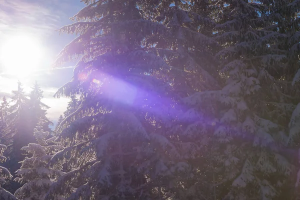 Paisagem de inverno na floresta ao pôr do sol — Fotografia de Stock