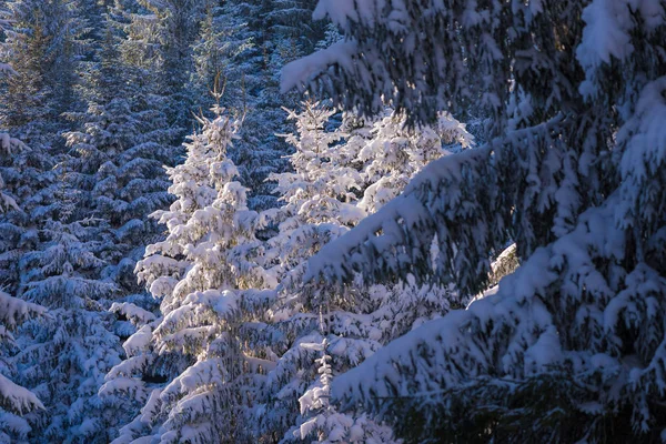 Зимовий пейзаж у лісі на заході сонця — стокове фото