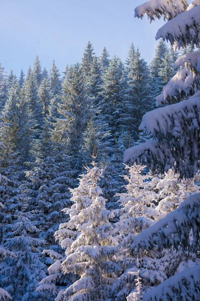 해질녘 숲에서 겨울 풍경 — 스톡 사진